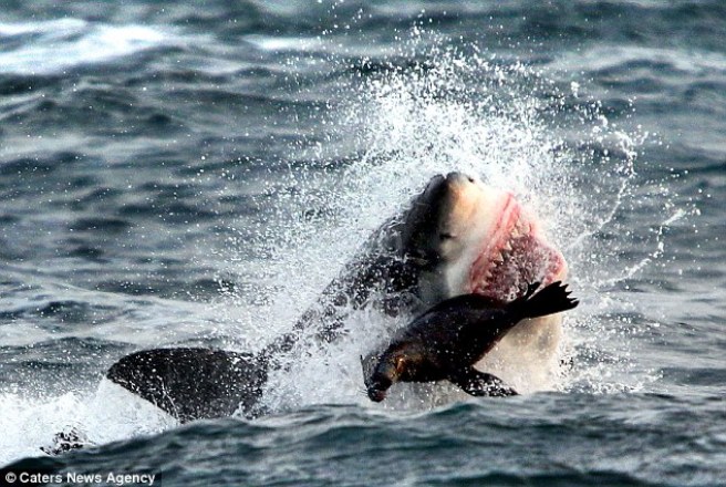 Đây là khoảnh khắc kinh hoàng nhất khi con cá mập vụt lên mở rộng hàm cắn lấy đuôi chú hải cẩu tội nghiệp.